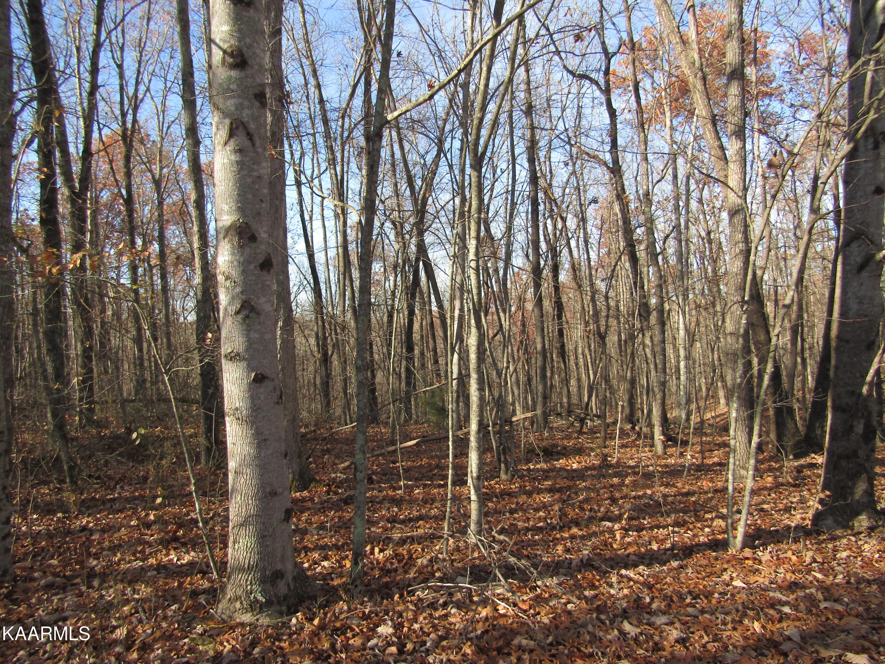Lot 5 Bow Road Monterey, TN 38574 - Photo 18 of 20 USE AS MAIN