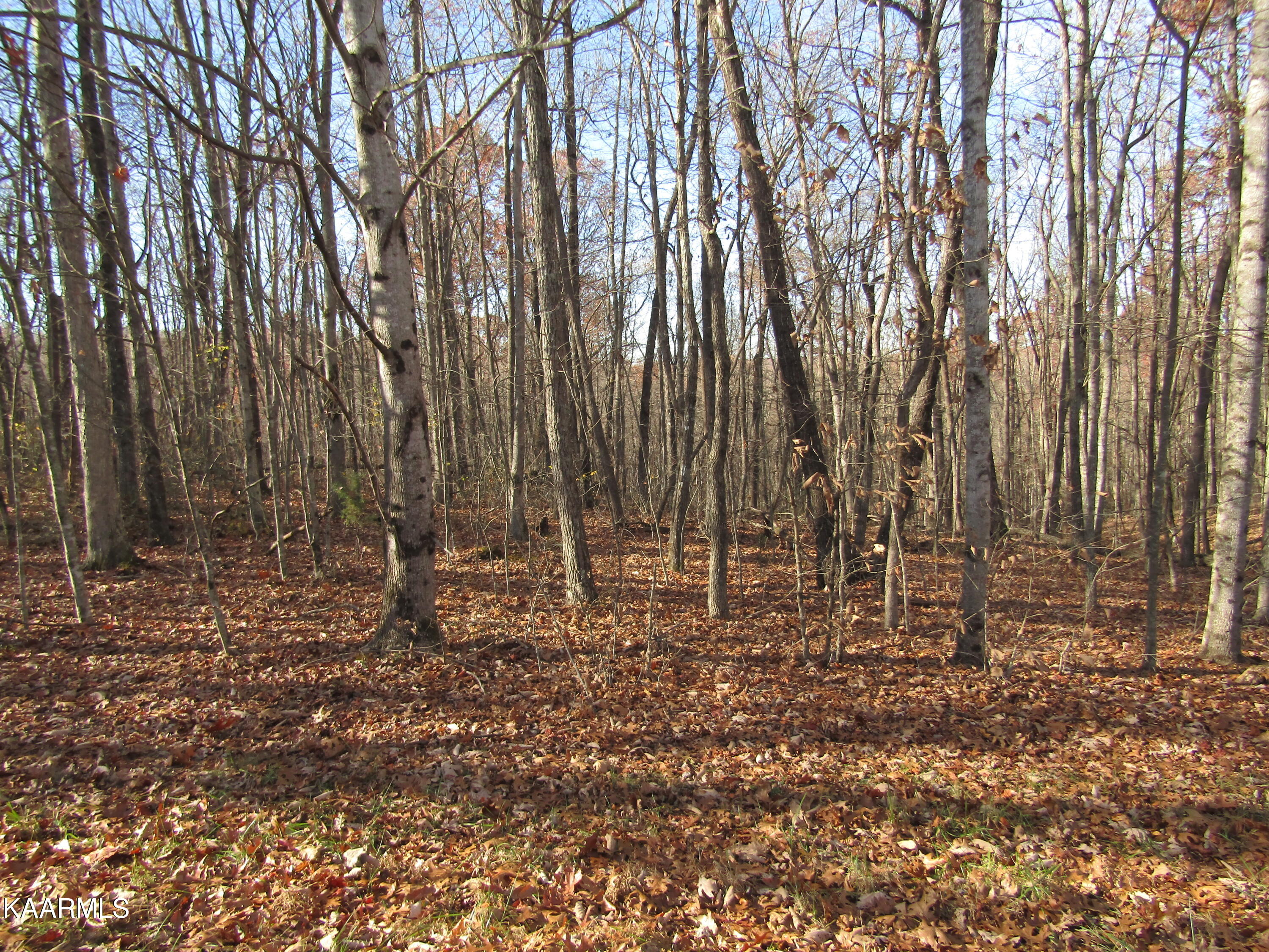 Lot 5 Bow Road Monterey, TN 38574 - Photo 2 of 20 IMG_4980