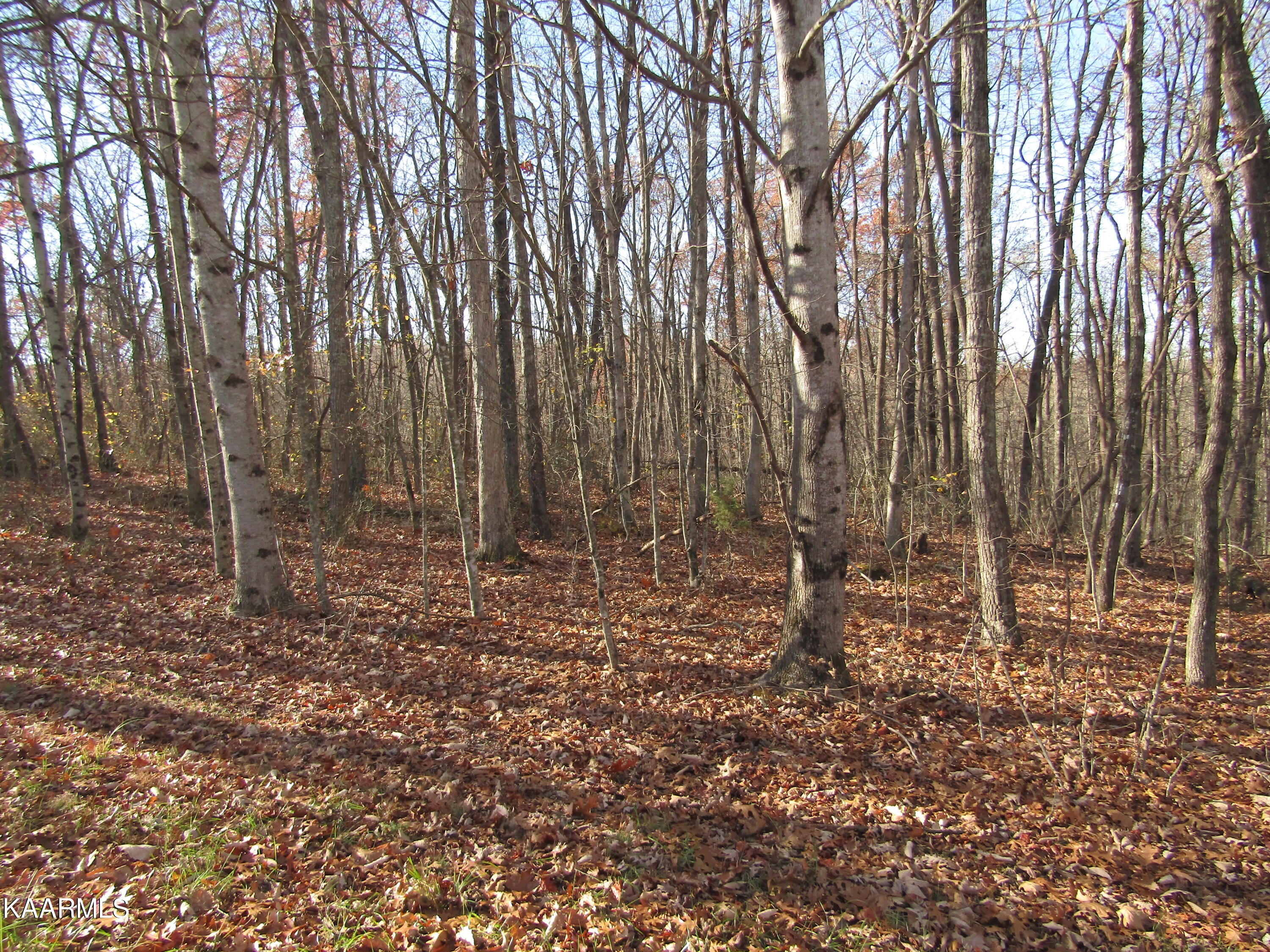 Lot 5 Bow Road Monterey, TN 38574 - Photo 3 of 20 IMG_4981