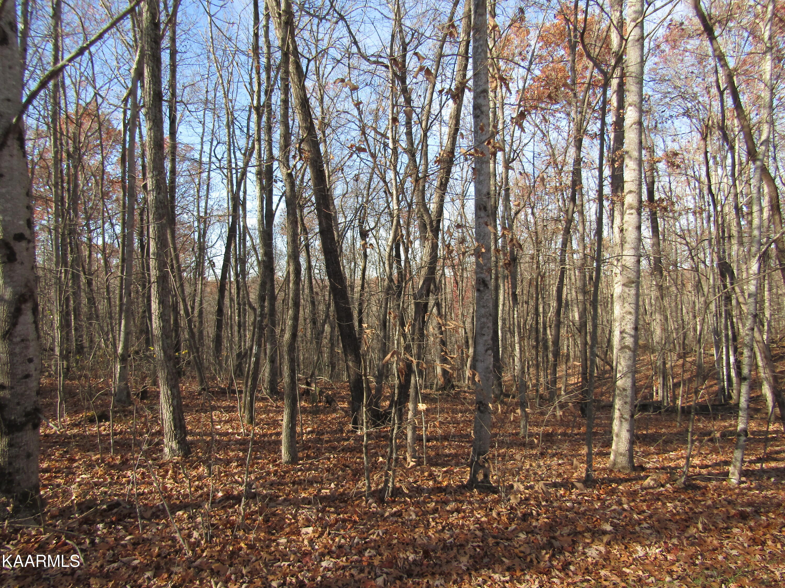 Lot 5 Bow Road Monterey, TN 38574 - Photo 4 of 20 IMG_4982