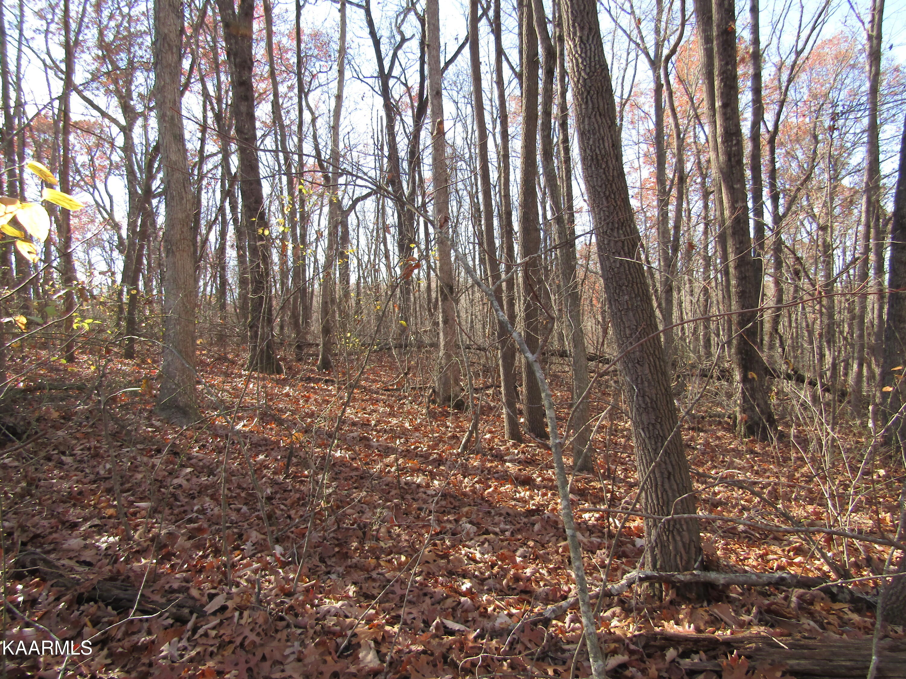 Lot 5 Bow Road Monterey, TN 38574 - Photo 5 of 20 IMG_4983