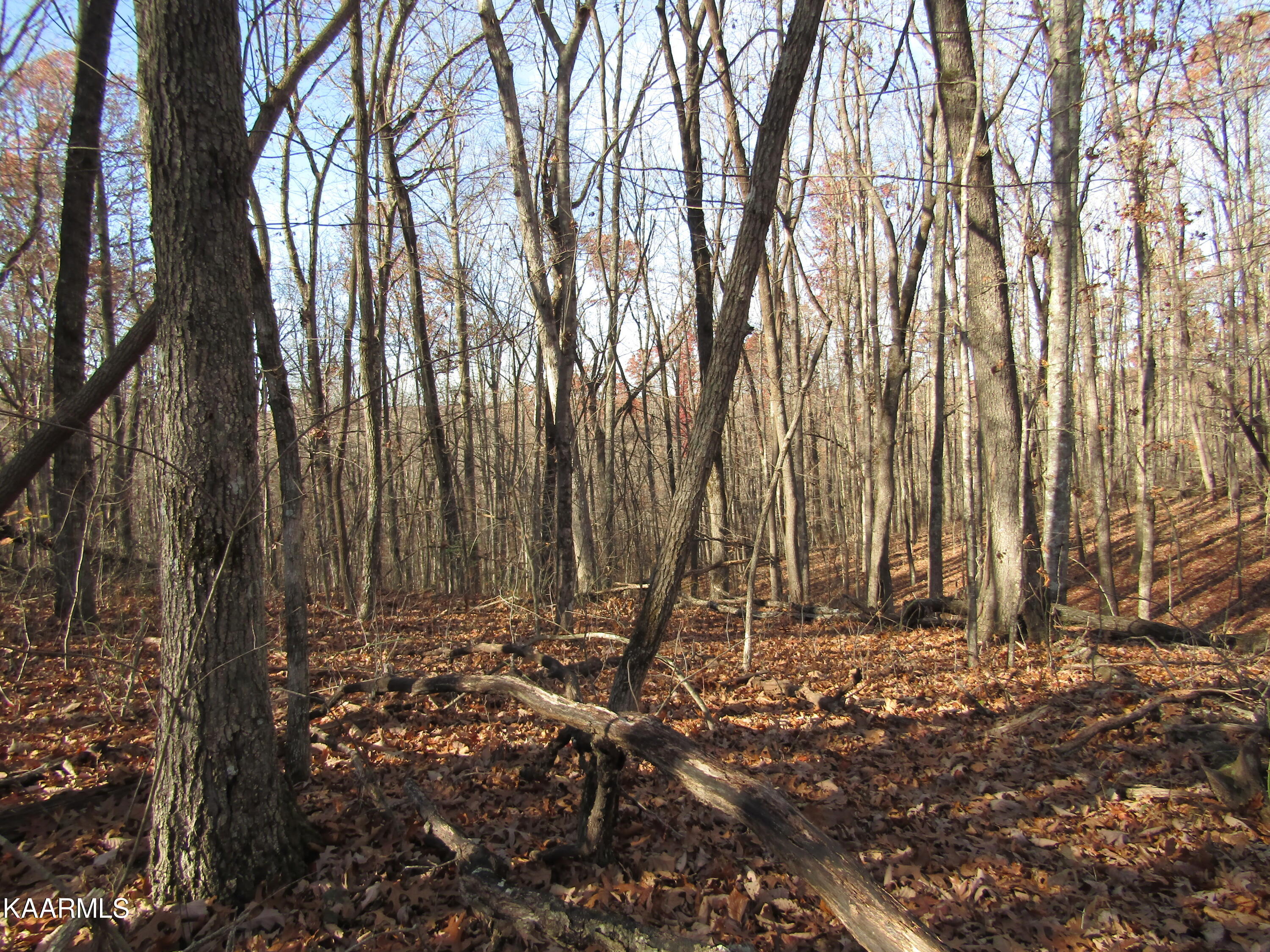 Lot 5 Bow Road Monterey, TN 38574 - Photo 6 of 20 IMG_4984