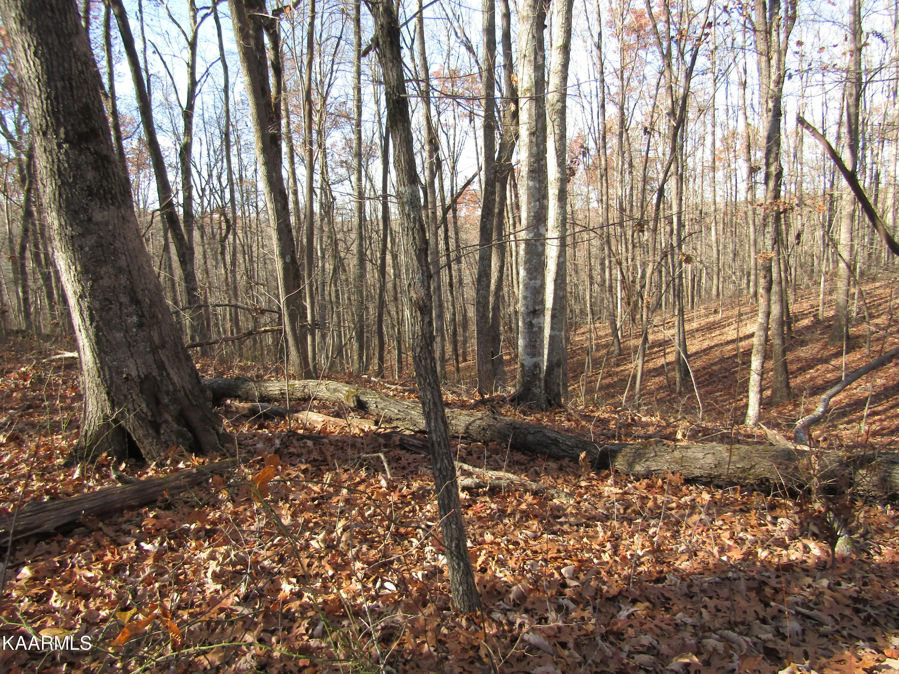 Lot 5 Bow Road Monterey, TN 38574 - Photo 7 of 20 IMG_4985