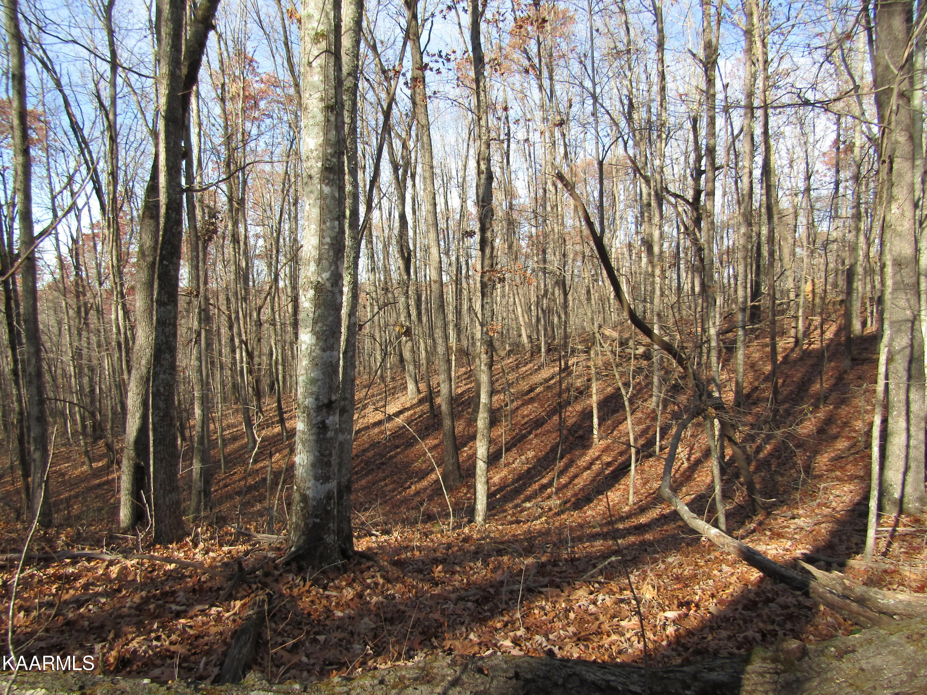 Lot 5 Bow Road Monterey, TN 38574 - Photo 10 of 20 IMG_4988