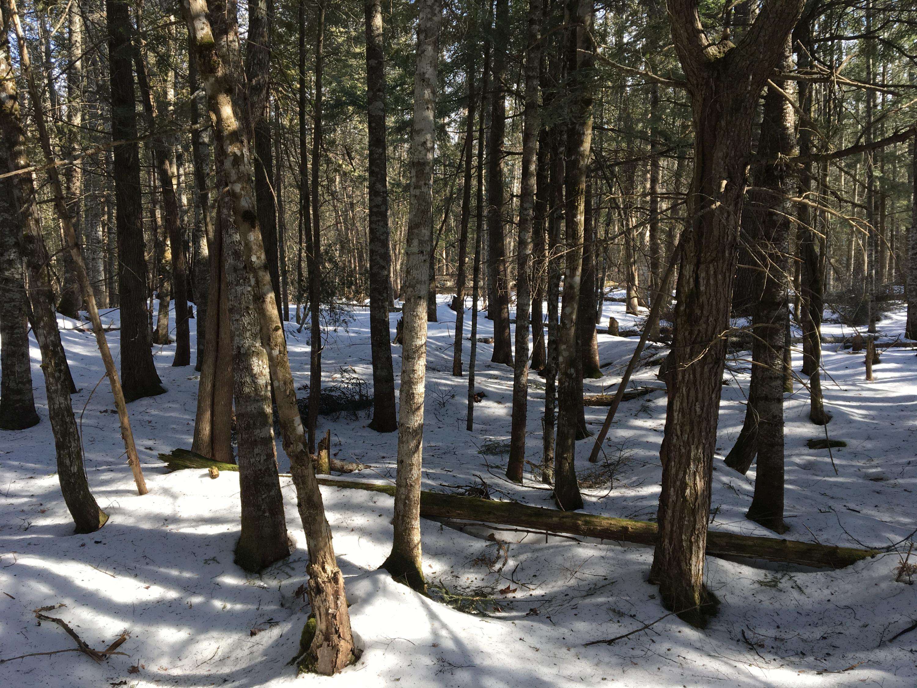 566 Warren Hill Road Palmyra, ME 04965 - Photo 10 of 12 IMG_3156