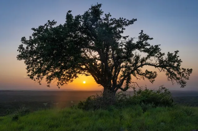 a view of a tree in a yard with a tree