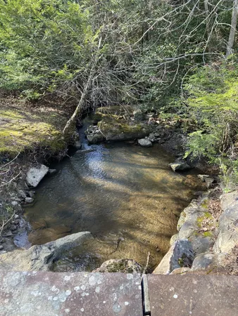 a view of a forest with plants and large trees