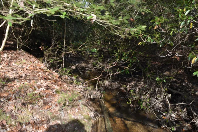 a backyard of a house with lots of trees