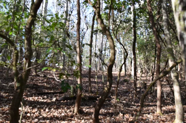 $100,300 | 305 Timberwood Trace, Monteagle, TN 37356