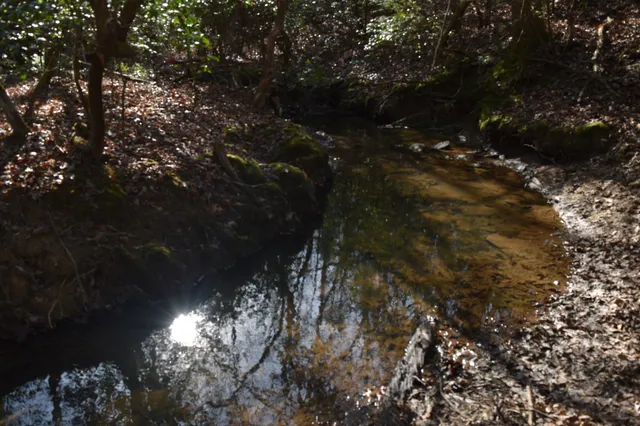 a view of a forest with trees in the background