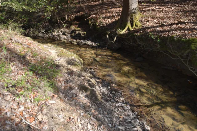 a view of a forest view