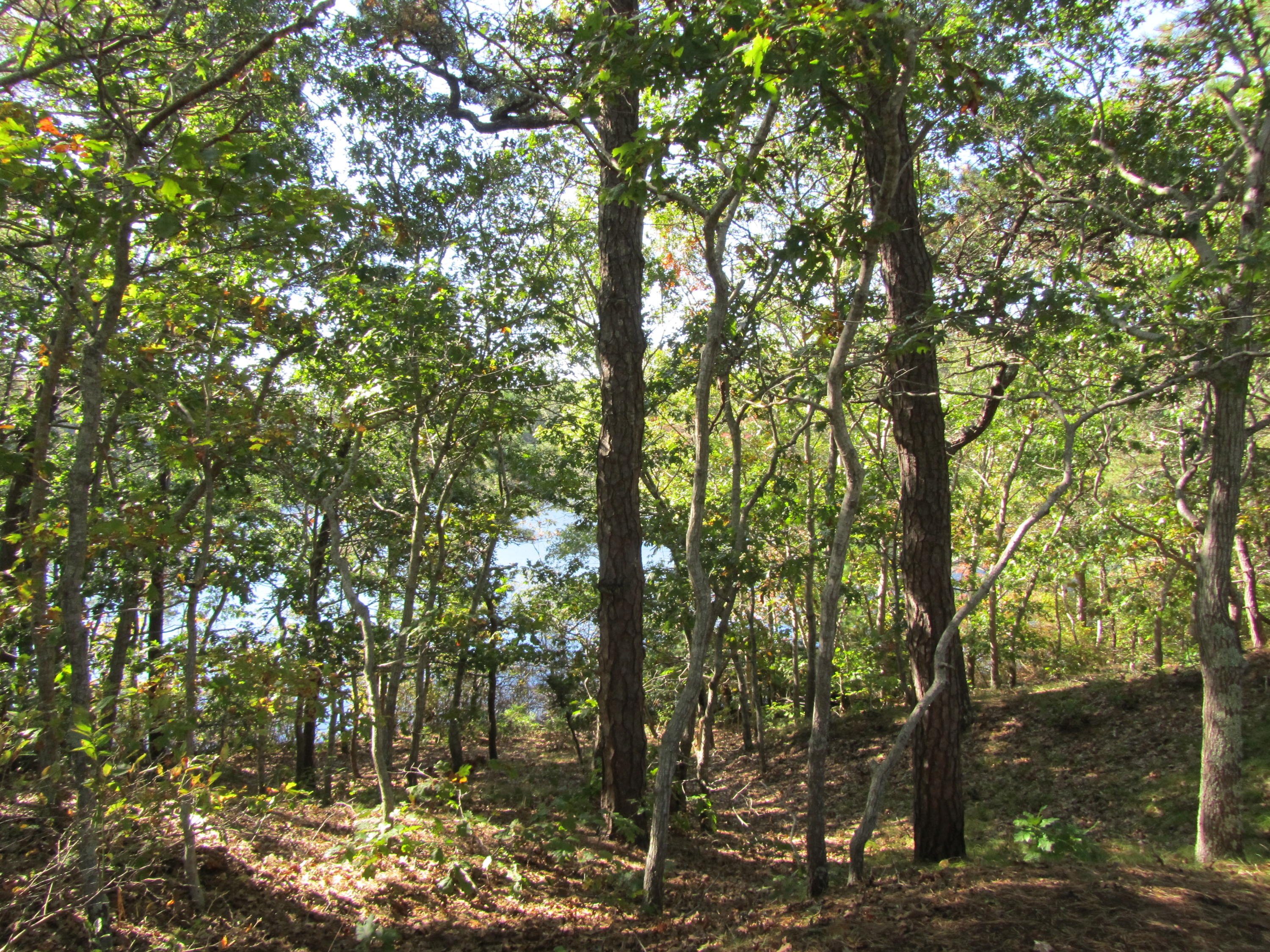130 Main Street Osterville, MA 02655 - Photo 11 of 34 a view of forest