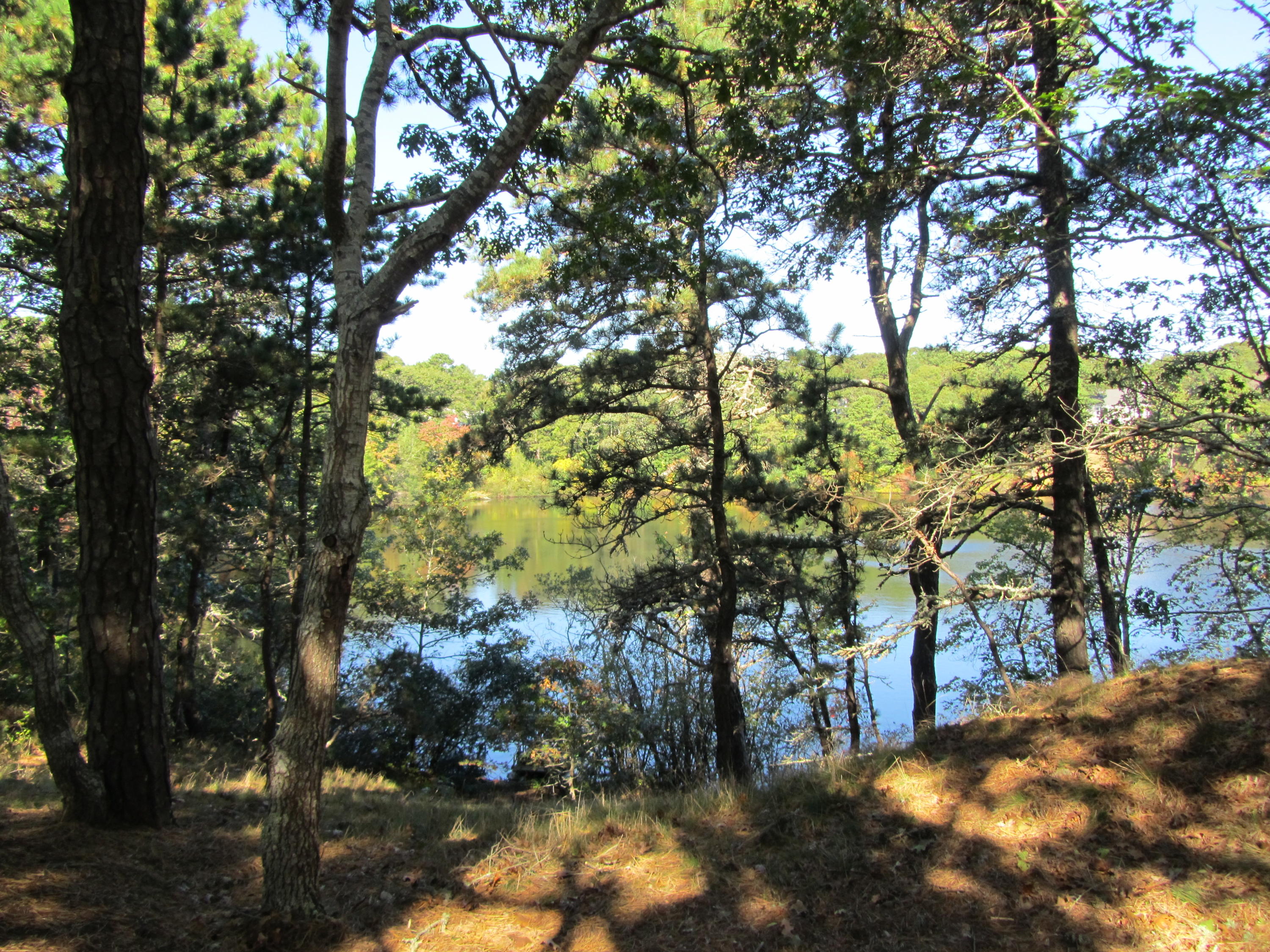 130 Main Street Osterville, MA 02655 - Photo 12 of 34 a view of a trees