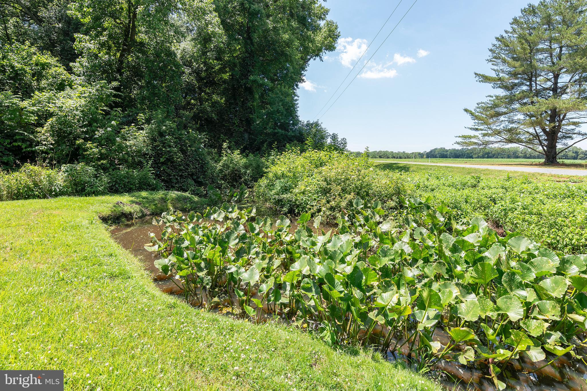 4657 Maiden Forest Road Rhodesdale, MD 21659 - Photo 20 of 32 Adjacent to Endless Farmland