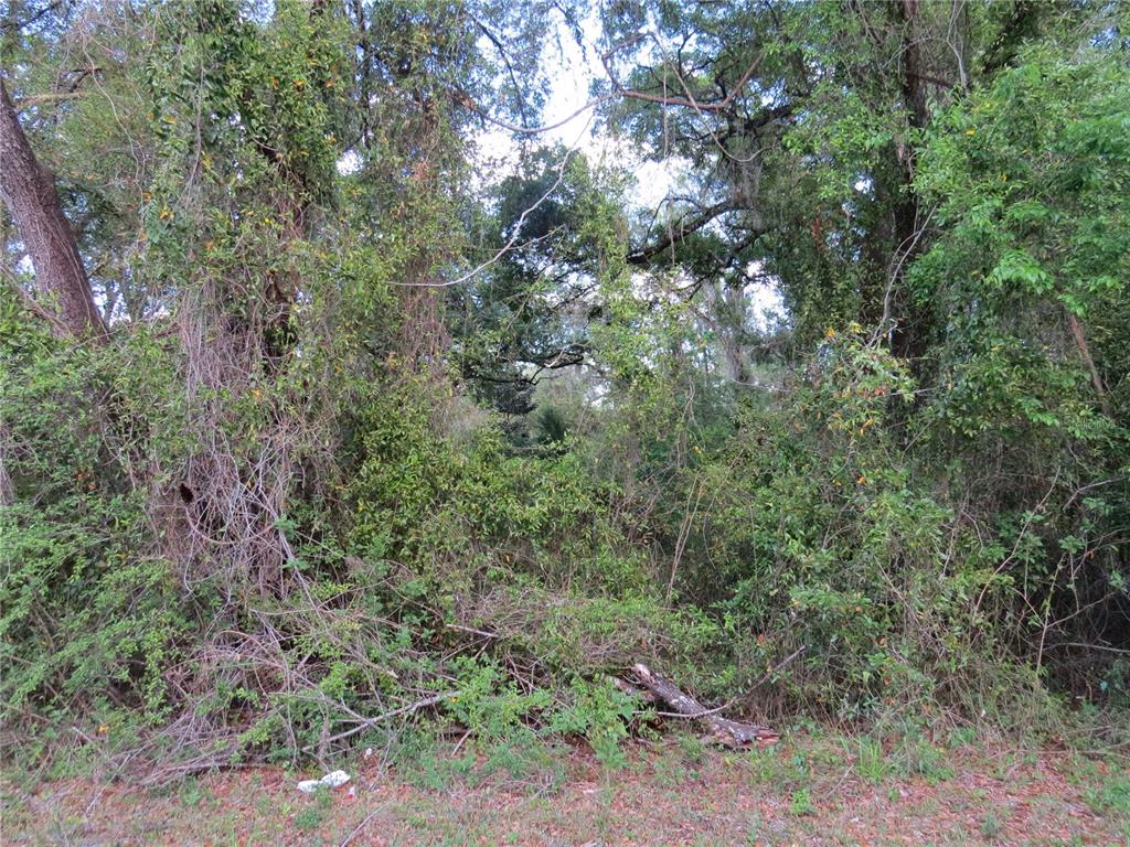 28380 Forbes Street Nobleton, FL 34661 - Photo 17 of 19 a view of a forest with a tree