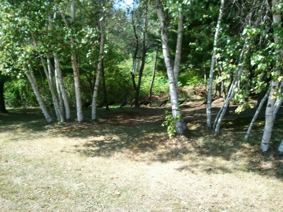1004 Mutton Lane Veazie, ME 04401 - Photo 34 of 35 Photo