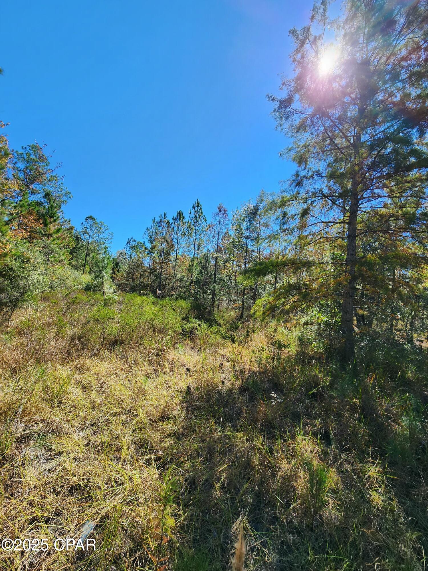 0 Pineridge Church Road Marianna, FL 32448 - Photo 13 of 33