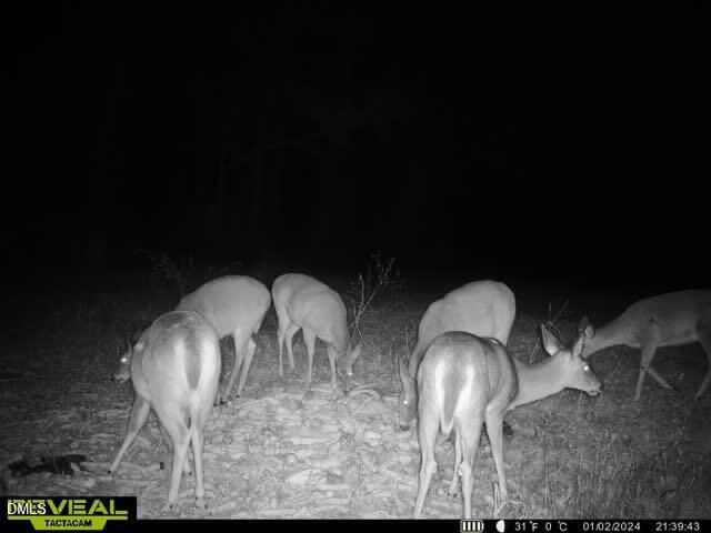 553 Ollie Road Kenly, NC 27542 - Photo 22 of 27 IMG_4161