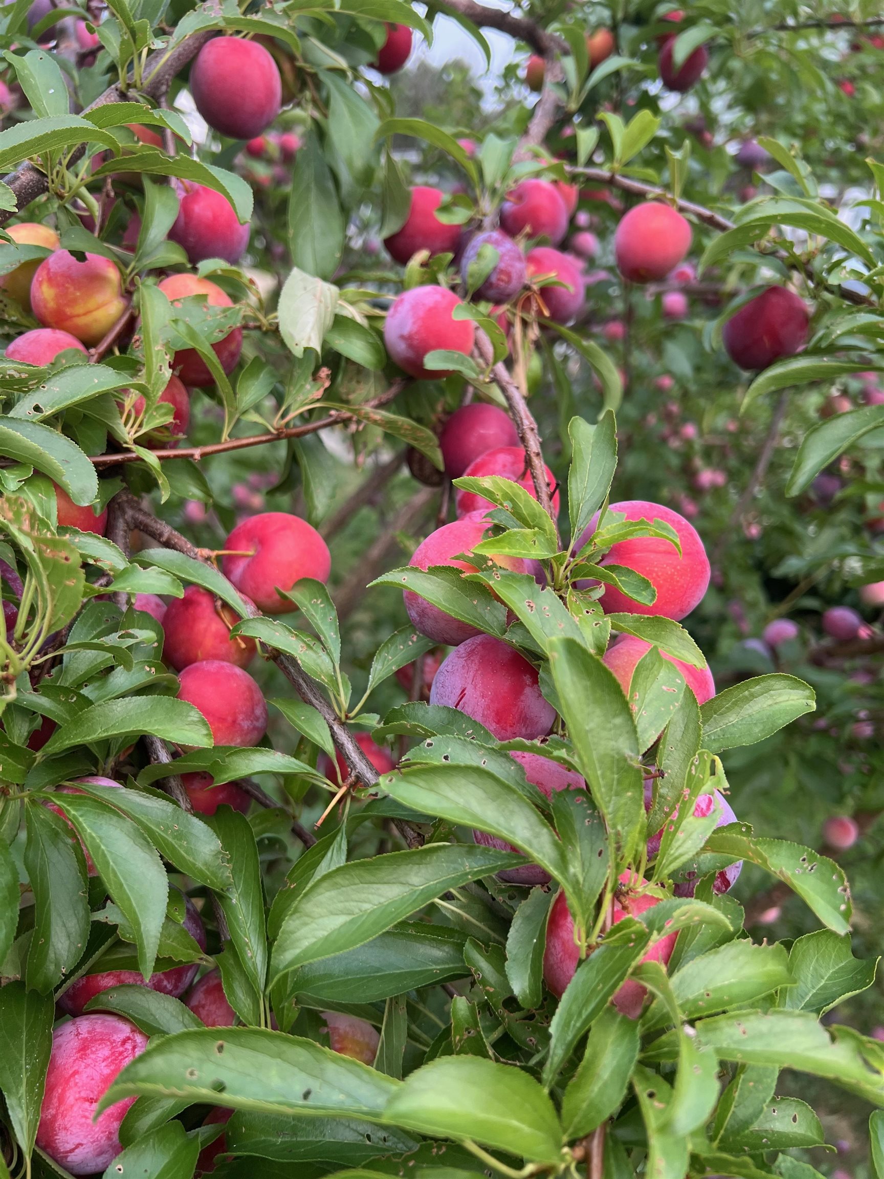 338 Collamer Circle Shelburne, VT 05482 - Photo 53 of 60