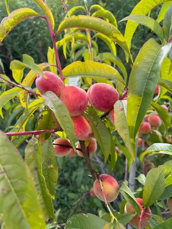 $669,900 | 338 Collamer Circle, Shelburne, VT 05482