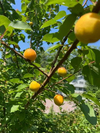 $669,900 | 338 Collamer Circle, Shelburne, VT 05482