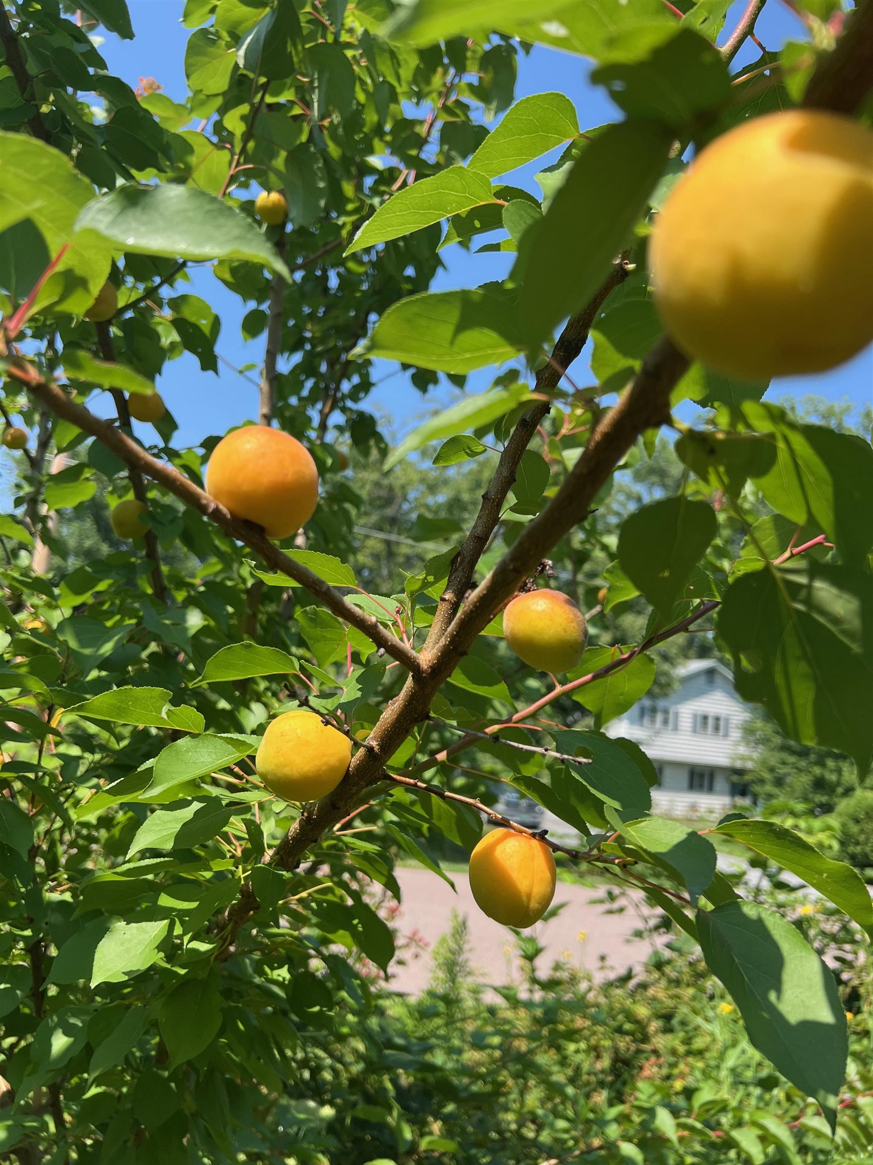 338 Collamer Circle Shelburne, VT 05482 - Photo 59 of 60