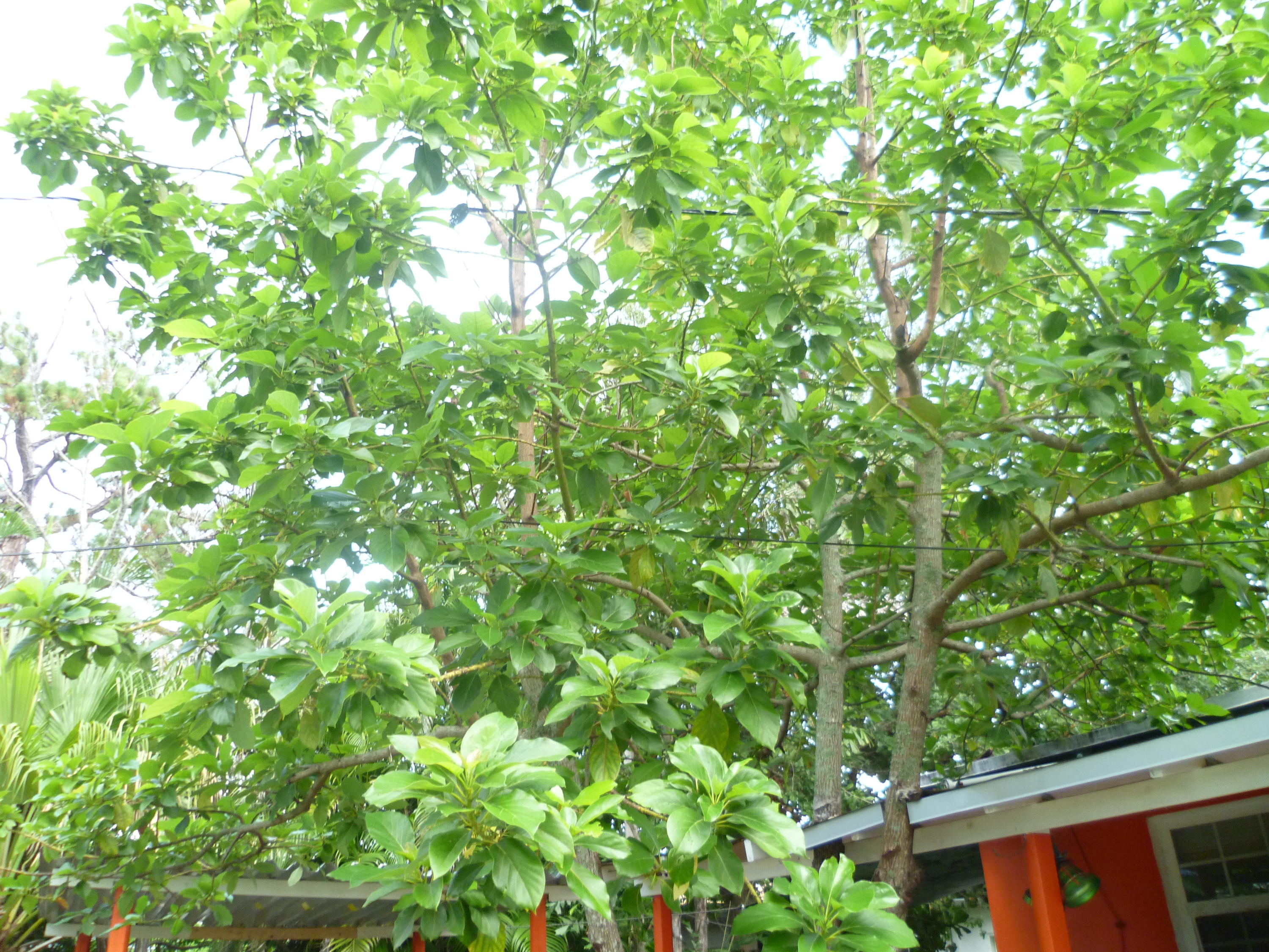 5541 North Lewis Road West Palm Beach, FL 33415 - Photo 20 of 31 P1030009