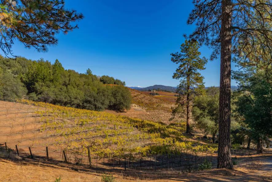 22707 Upton Road Plymouth, CA 95669 - Photo 23 of 26 a view of a yard