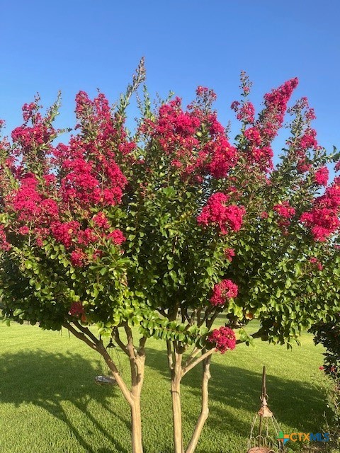 501 Barbara Street Ganado, TX 77962 - Photo 40 of 43 Another example of the colorful shrubs that so beautifully adorn the premises. There are these vibrant pink crepe myrtles, plus many white varieties that line and canopy the driveway, which provide a sense of arrival home or a greeting to guests.