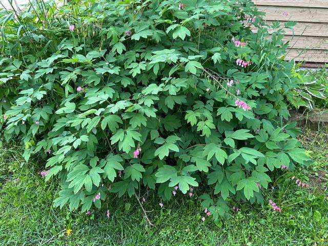 21888 Shallow Lake Road Warba, MN 55793 - Photo 37 of 44