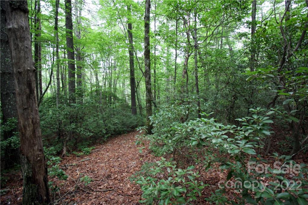 Tbd Round Mountain Road Brevard, NC 28712 - Photo 3 of 17 Gallery Image 3