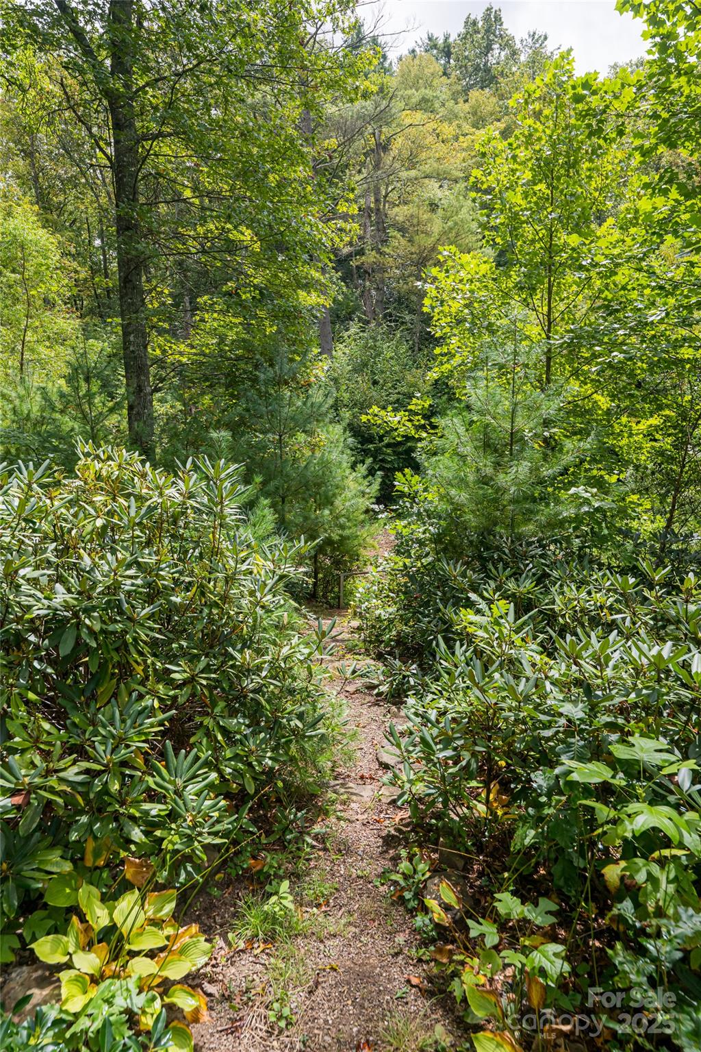 147 Dye Leaf Road Fairview, NC 28730 - Photo 29 of 46 a view of a lush green forest
