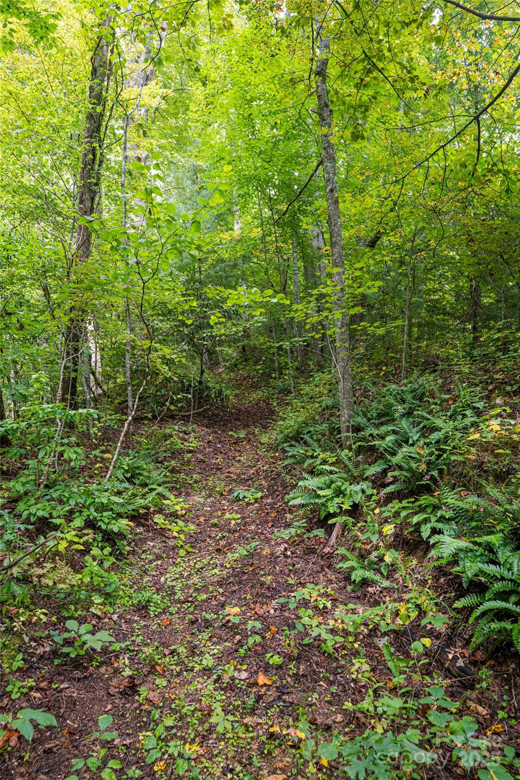 147 Dye Leaf Road Fairview, NC 28730 - Photo 38 of 46 a view of a lush green forest