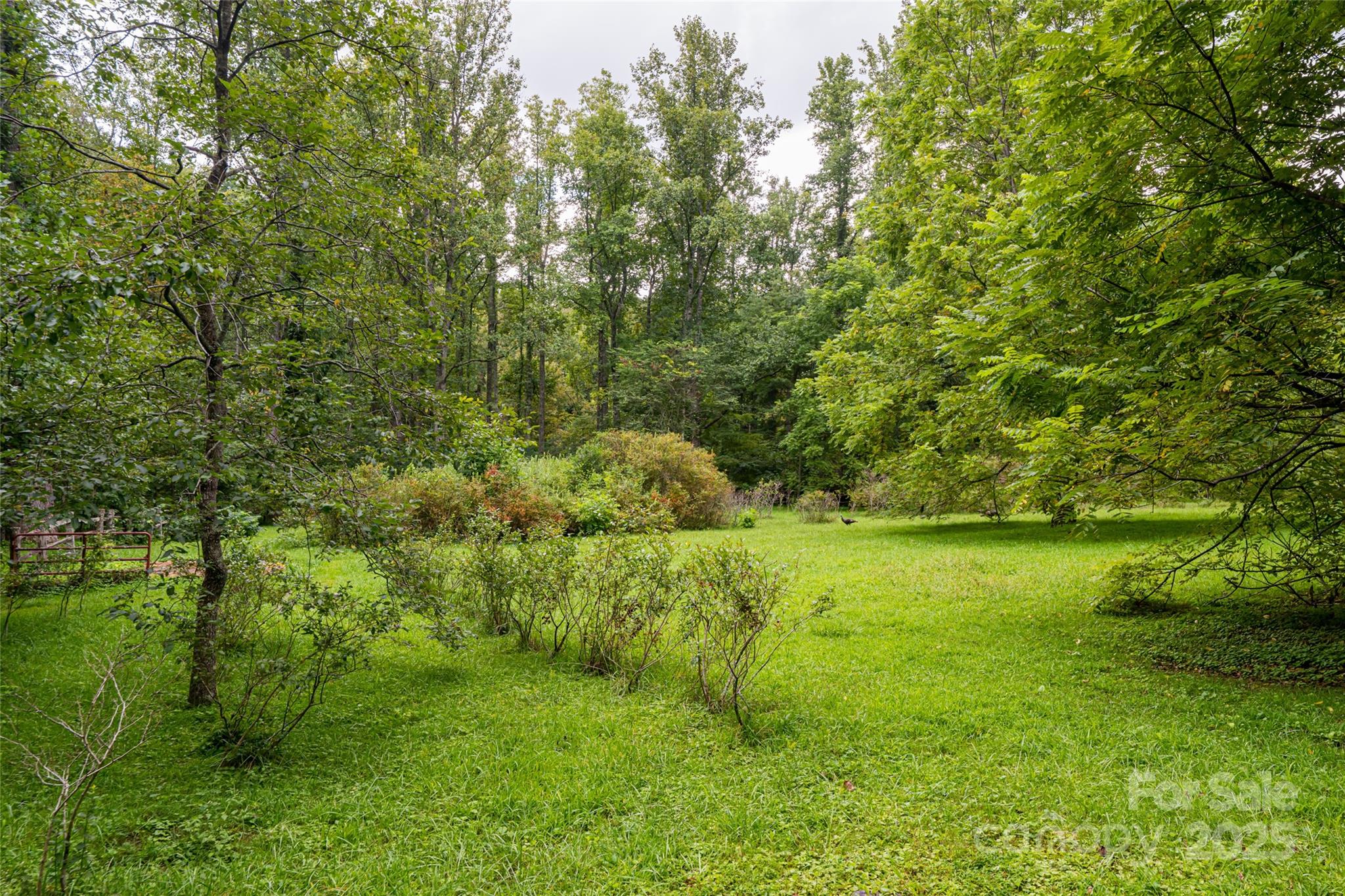 147 Dye Leaf Road Fairview, NC 28730 - Photo 42 of 46 a lush green forest with lots of trees