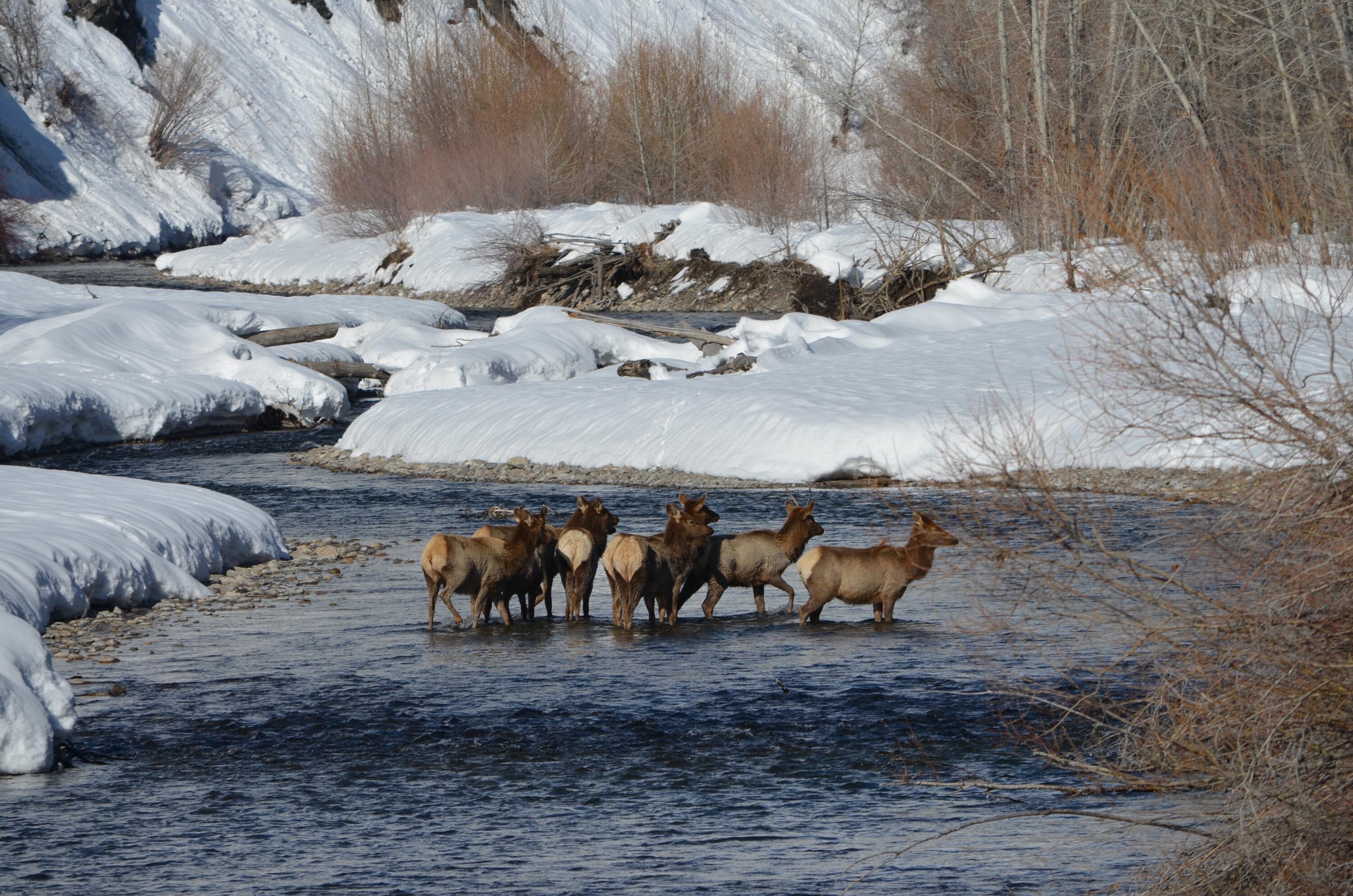 142 Broadford Road Blaine County, ID 83333 - Photo 30 of 31 Elk in Winter BORR