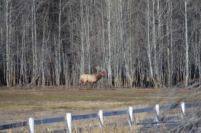 142 Broadford Road Blaine County, ID 83333 - Photo 8 of 31 Elk