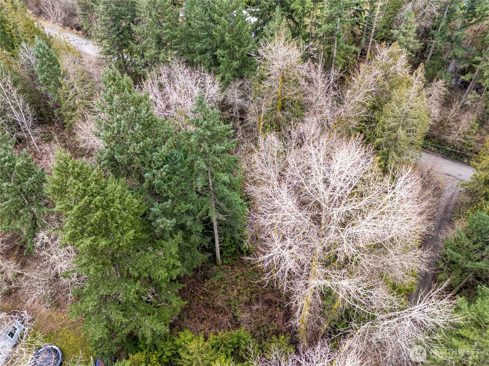 29909 68th Avenue South Roy, WA 98580 - Photo 5 of 8 a view of a forest with lots of trees