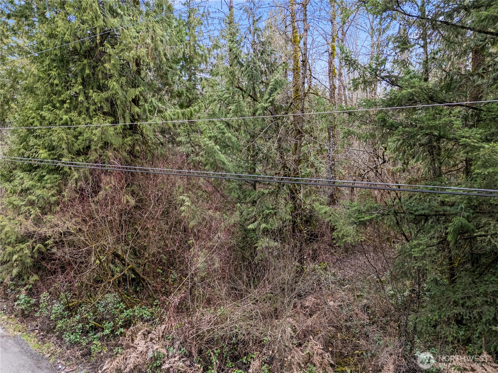 29909 68th Avenue South Roy, WA 98580 - Photo 7 of 8 a view of a yard