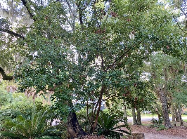 404 Jungle Road Edisto Island, SC 29438 - Photo 56 of 61 55 (640x476)