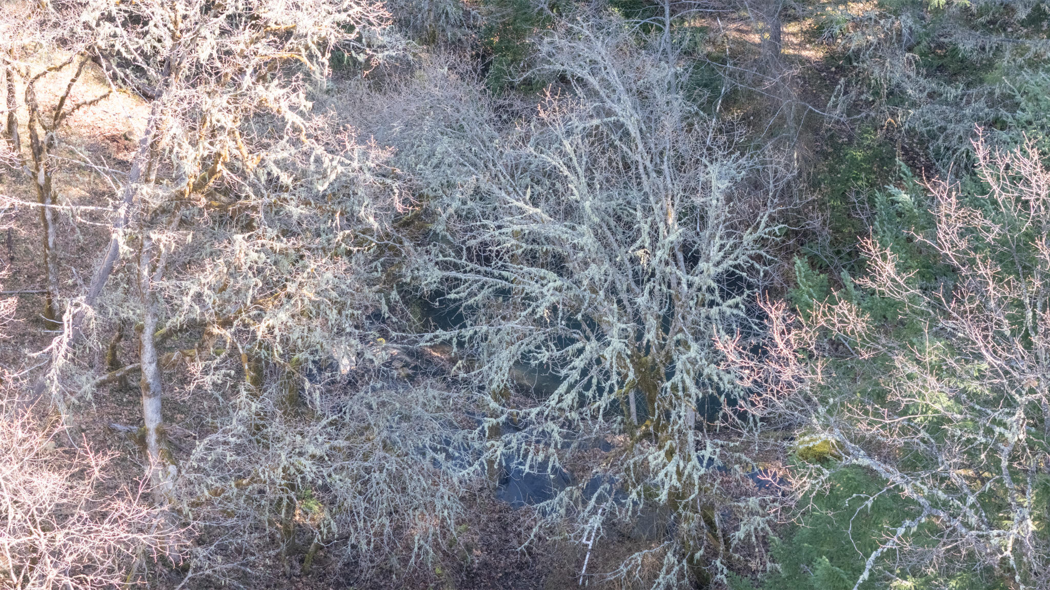 1449 Queen Of Bronze Road Cave Junction, OR 97523 - Photo 82 of 87 DJI_20240327222932_0395_D-HDR