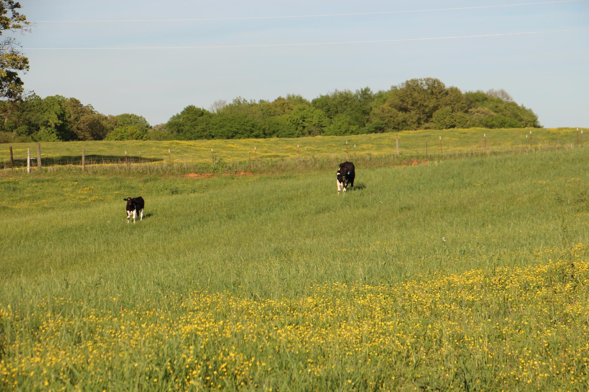 0 Crawford Store Road Springfield, TN 37172 - Photo 4 of 12
