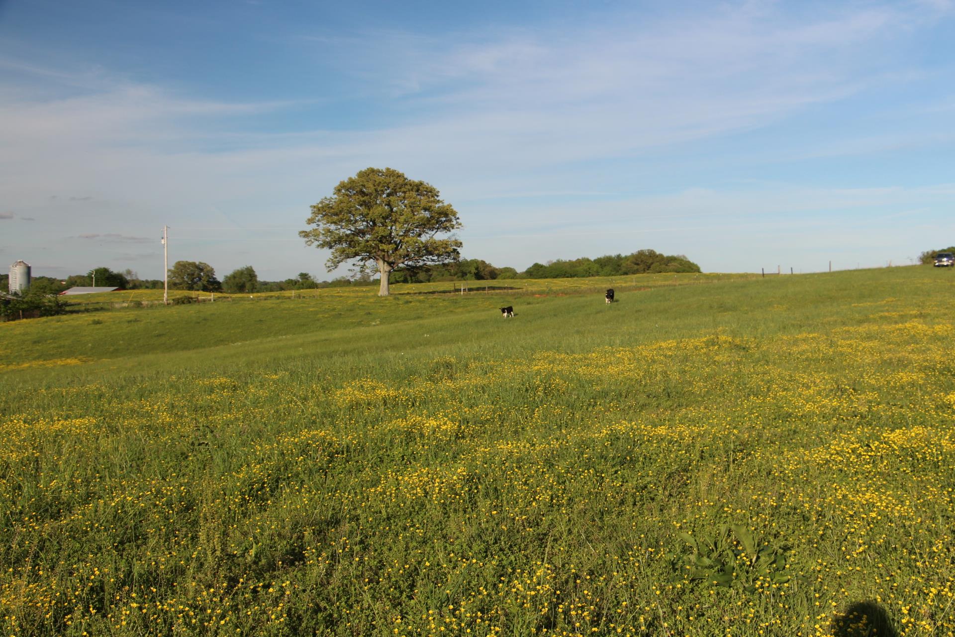 0 Crawford Store Road Springfield, TN 37172 - Photo 7 of 12