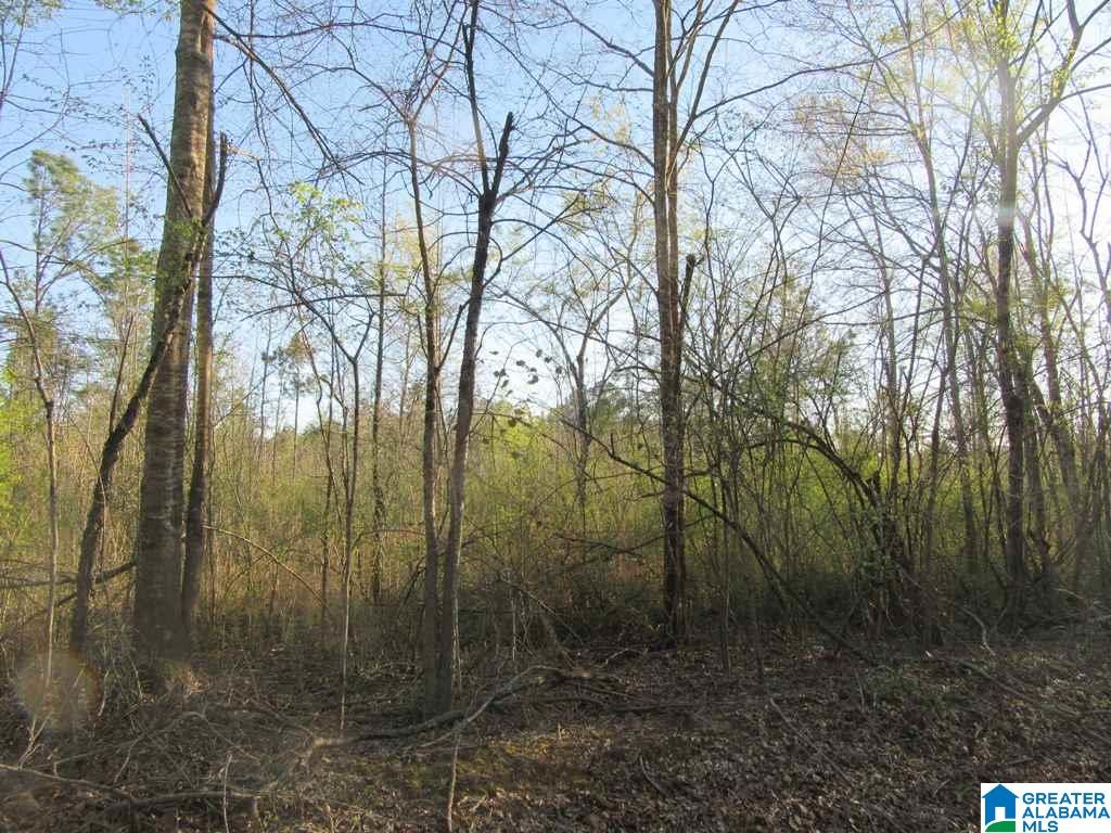 0 Cedar Springs Road, Unit 1 Talladega, AL 35160 - Photo 6 of 8