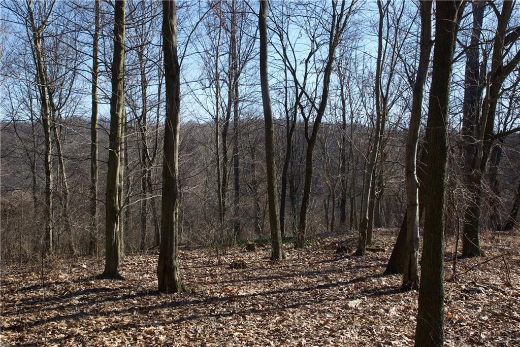 a view of a yard with trees