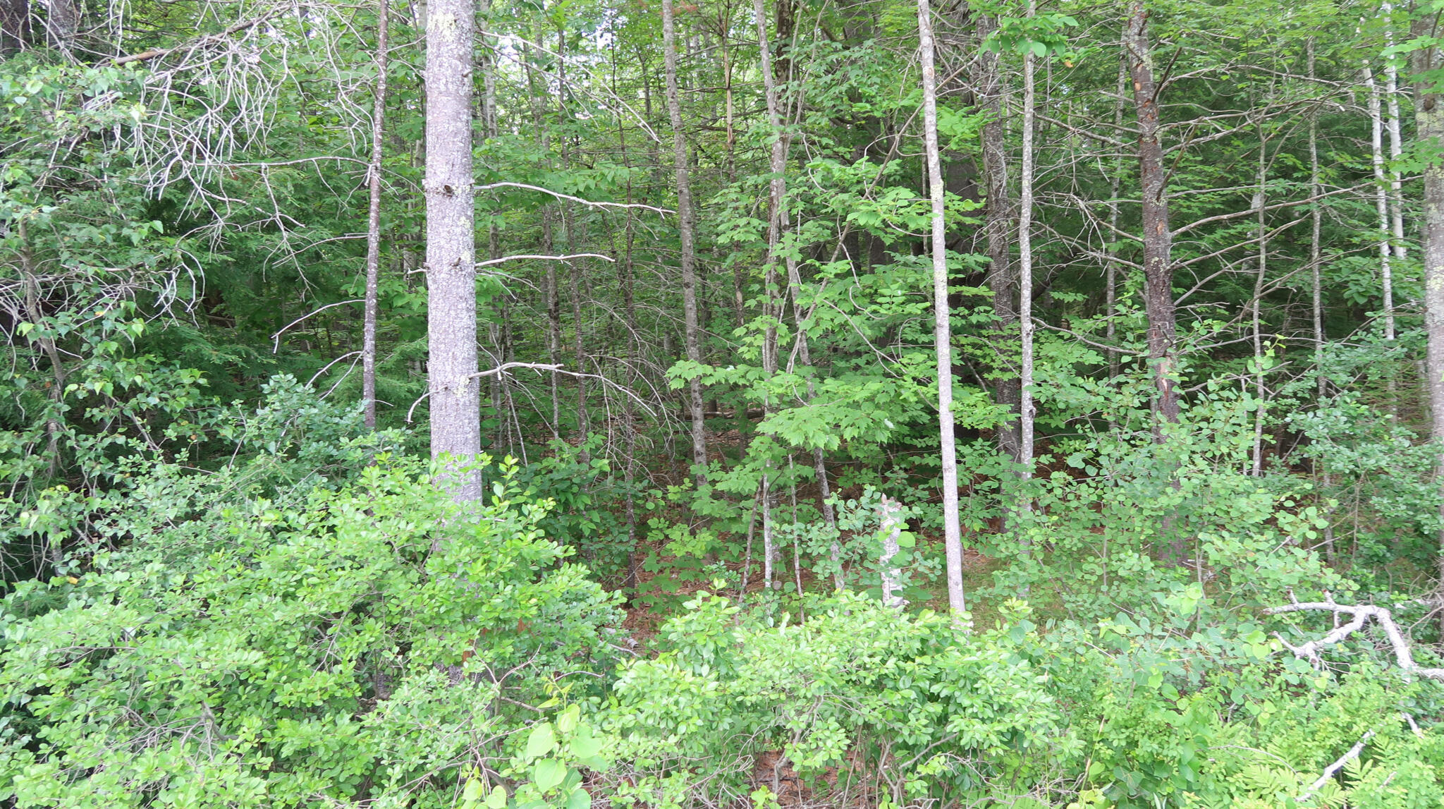 Tbd Bolton Hill Road Augusta, ME 04330 - Photo 8 of 9 IMG_1337