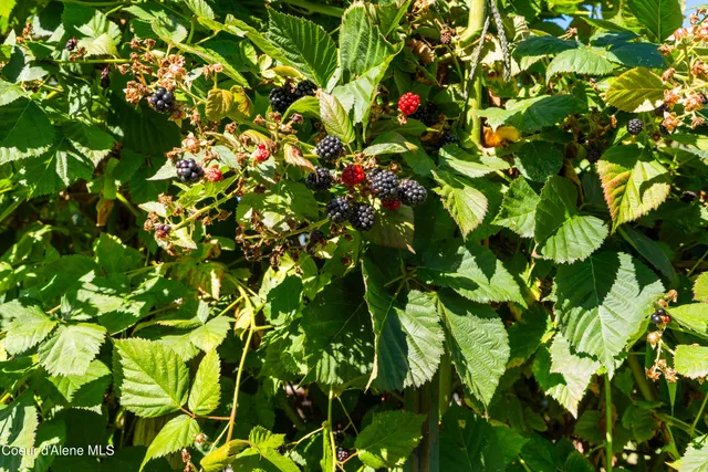 $1,295,000 | 7535 North Mt Carrol Street, Dalton Gardens, ID 83815