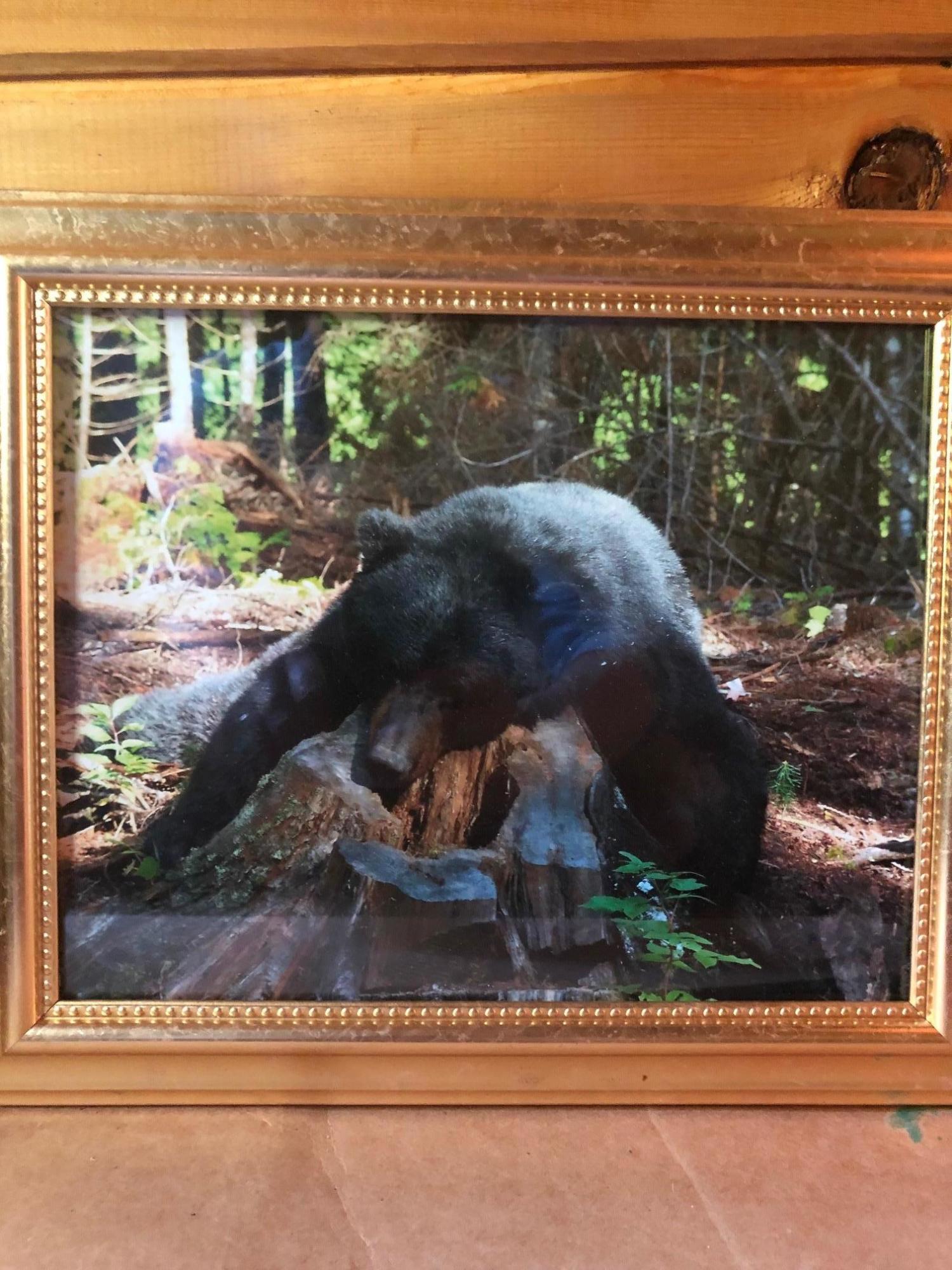7 East Russell Pond Road South Houlton, ME 04730 - Photo 26 of 28 Bear Photo I (Hunt Russell Pond)