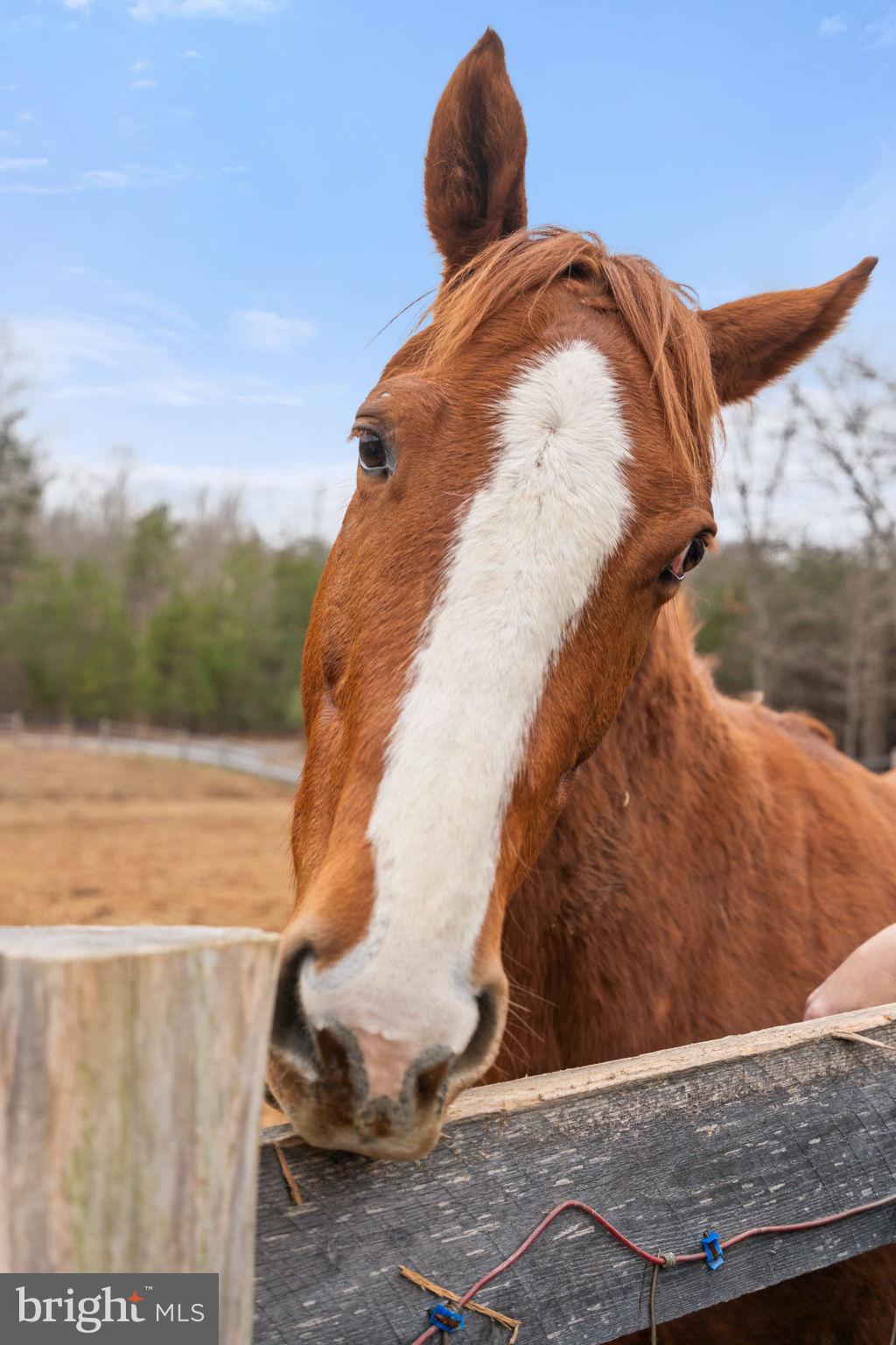 10211 Laurel Ridge Lane Culpeper, VA 22701 - Photo 102 of 118