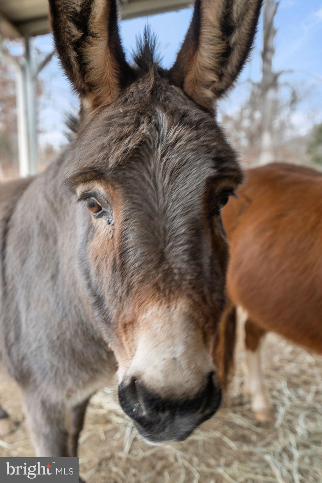 10211 Laurel Ridge Lane Culpeper, VA 22701 - Photo 108 of 118