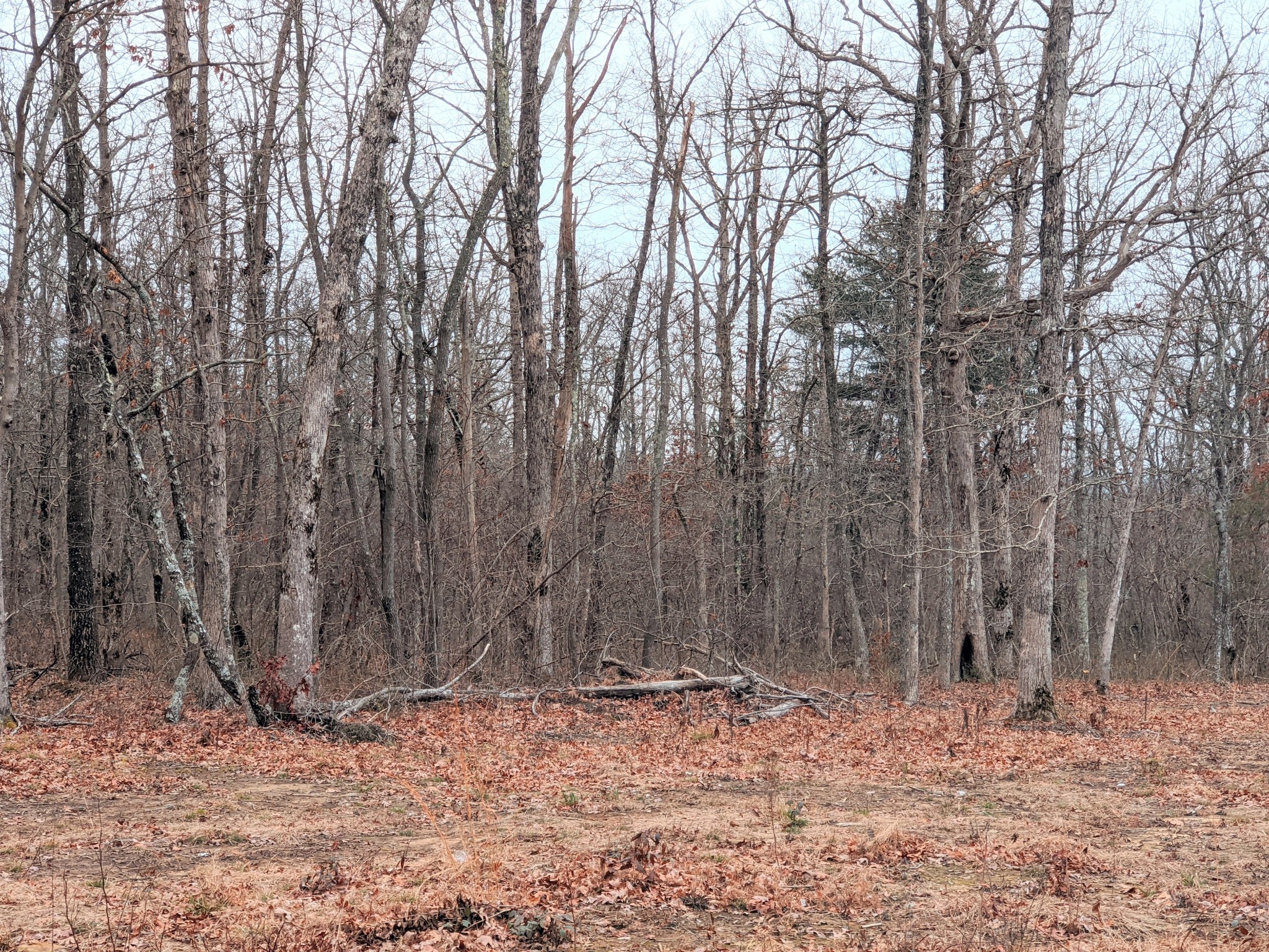 642 Meyers Road Altamont, TN 37301 - Photo 29 of 33 a view of a backyard of the house